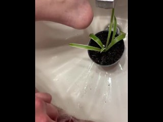 Watering the plant